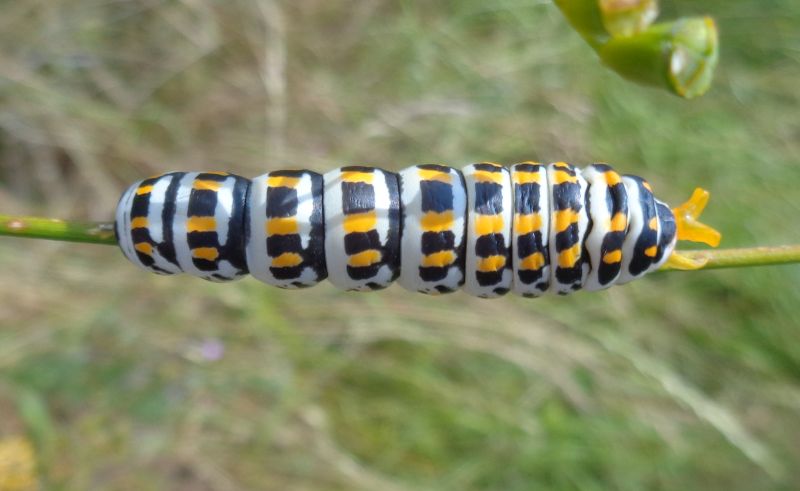 larva 5 stadio di Papilio alexanor